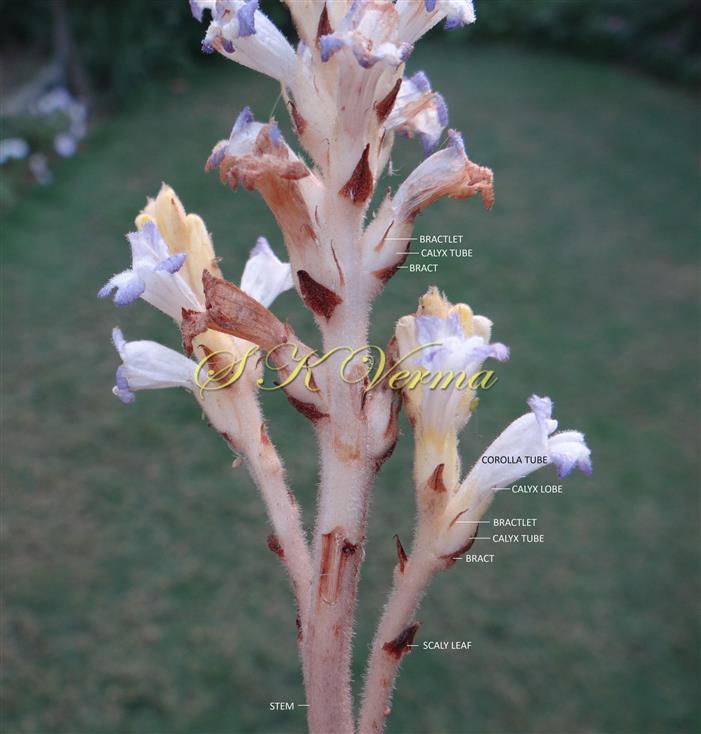  Part of plant